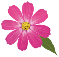 pink flower